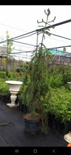 Ялина звичайна плакуча Інверса