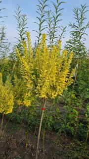 Бірючина Варіегата (Variegata) на штамбі [штамб 0,7м, відкрита коренева система]