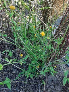 IMG-c7b9adbacf02d4eed4fc97459a0ab971-V