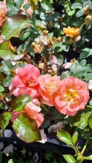 IMG-c7cfac20c569f168aa924ff21a007d0d-V