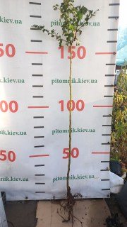 IMG-c854fd5c56c34a385c6cbbad855970ac-V