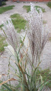 Реальне фото саджанця Сільберфедер з відкритим корінням