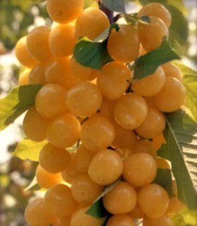 Черешня колоновидна Мертон Глорі [2-річна з відкритим коренем]