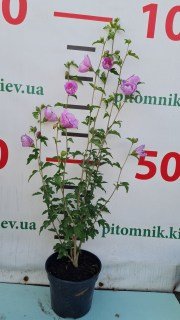 IMG-ca7566ca240acb90402fa91aeb748200-V