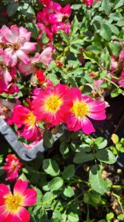 IMG-cbb09512849e0c0901fd41db1eb1e3c7-V