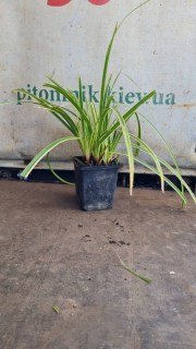 Реальне фото осоки в контейнері 1л.