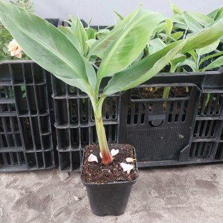 Реальне фото наших саджанців банан Київський Карлик