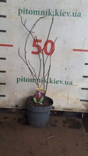 Реальне фото саджанця магнолії 60см. у контейнері 