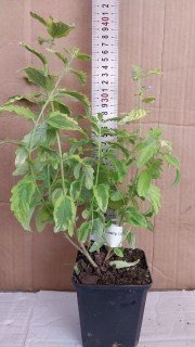 IMG-cfc199fce5b3127e62542d30bd1e9c29-V