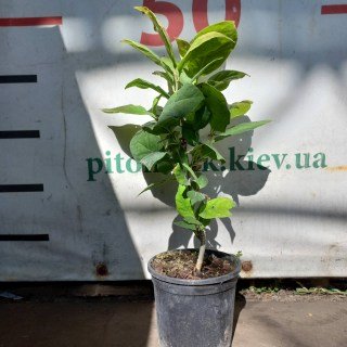 IMG-d0ac71da740c189ad7b73645a515d9f0-V