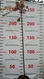 IMG-d2142b2a988eb4eeda6e9b92c947ecba-V