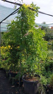 IMG-d33c3c1e0a1151fd6181b024ea612882-V