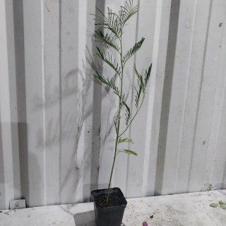 Реальні фото саджанців мімози