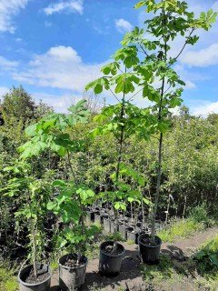 IMG-d3d210ed12f43f8a1f595e159b4e4c82-V