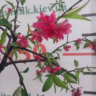 Персик  Гранатовий браслет на штамбе