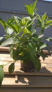 IMG-d42672d2899e1668bcf31aa76cd5f9c7-V