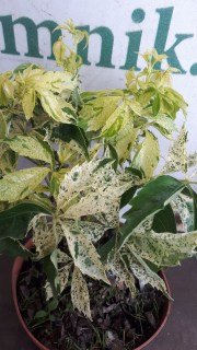 IMG-d4914297f339d6d22ab21db67a1b8c2e-V