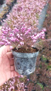 IMG-d56e8eed0bcd401ae8daa48e19233835-V