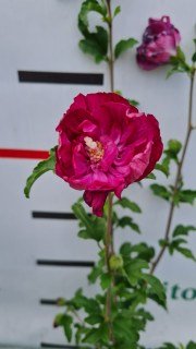 IMG-d5ae8990e2365a7b66056064dcabd037-V