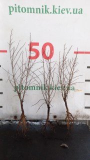 IMG-d5bdcf2c99501d390c35186d2562833d-V