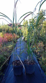 Реальні фото Міскантус 3-річний в контейнері, 100-150см