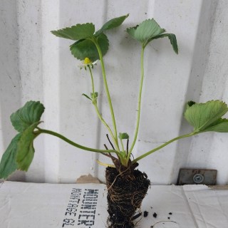 IMG-d67f5beb0de5ee52316635a3e38edd7a-V