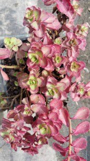 IMG-d6c8fa89e60930902f3e7f945c4e6933-V