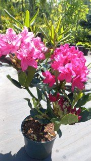 IMG-d7d36407888c9ecdebb0c53e089cf3fb-V