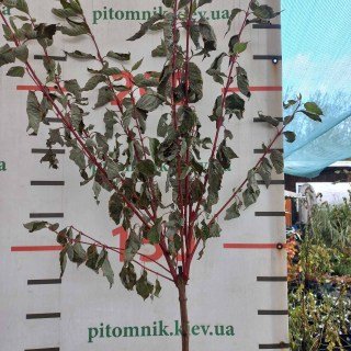 IMG-d7f4515cd723ff33e152dade81a6432b-V