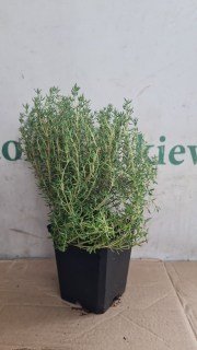 IMG-d82bafe81f7c124b7506a93f3c8517ea-V