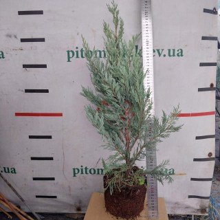 Ялівець скельний Мунглоу (Moonglow)