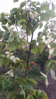 Дерен Коуза