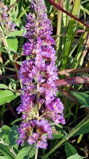 IMG-da463e3492ee07ebb2566f12ef27dc2c-V