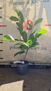 Реальное фото саджанця 50см контейнер