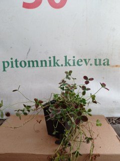 Конюшина повзуча Ізабелла