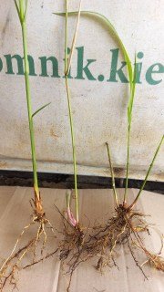 Реальне фото саджанця Сільберфедер з відкритим корінням