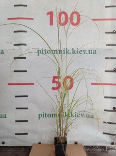 IMG-dcb4bebda1cd14cca92b2d5ac83e4c68-V