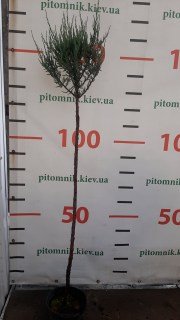 Ялівець Блю Ерроу (Blue Arrow) на штамбі