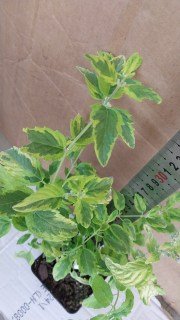 IMG-ddf54718274e3467b40e4a04f2b78ab4-V