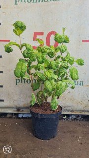 Реальні фото саджанця 3-х річний Вейгела Карикатура 