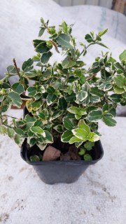 IMG-df9bedb03ee1bc527577d97d4ed6243e-V