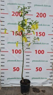 IMG-dfcf4d042e25057800e482de3867202e-V94