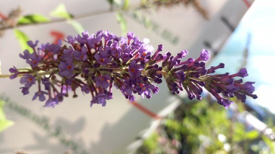 Не встановлено зображення