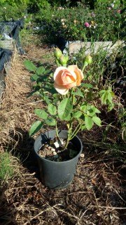 Роза английская Сорт Чарльз Остин (Charles Ostin)