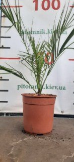Реальне фото пальми 80-100см. контейнер 3л