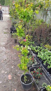 IMG-e1505b23b94a1acb400047dfbe047a37-V