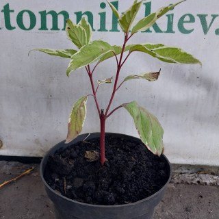 IMG-e2012a507e363b1449cfa6aa9113c97f-V