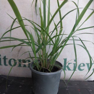 Реальні фото саджанців контейнер 250мг