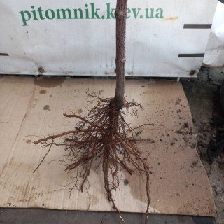 IMG-e265c95fc9a8a1cf8100de512929c5fe-V