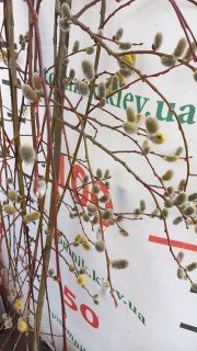 IMG-e35590588bda528d11a45b6901991c87-V